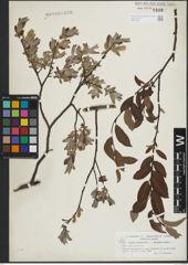 Foto von Salix lapponum L. x Salix myrtilloides L.